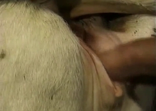 White pony got nicely drilled from behind