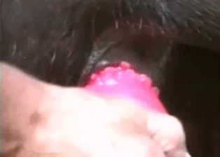A sex toy is the favorite toy of a really cute doggie